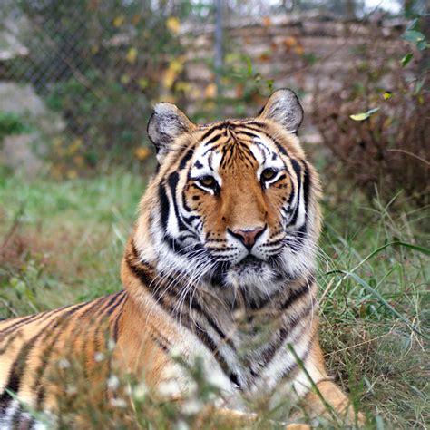 Carolina tiger rescue - Carolina Tiger Rescue is a 501(c)3 nonprofit wildlife sanctuary whose mission is saving and protecting wild cats in captivity and in the wild. Carolina Tiger Rescue. 1940 Hanks Chapel Rd. Pittsboro, NC 27312 (919) 542-4684 (919) 542-4454 info@carolinatigerrescue.org